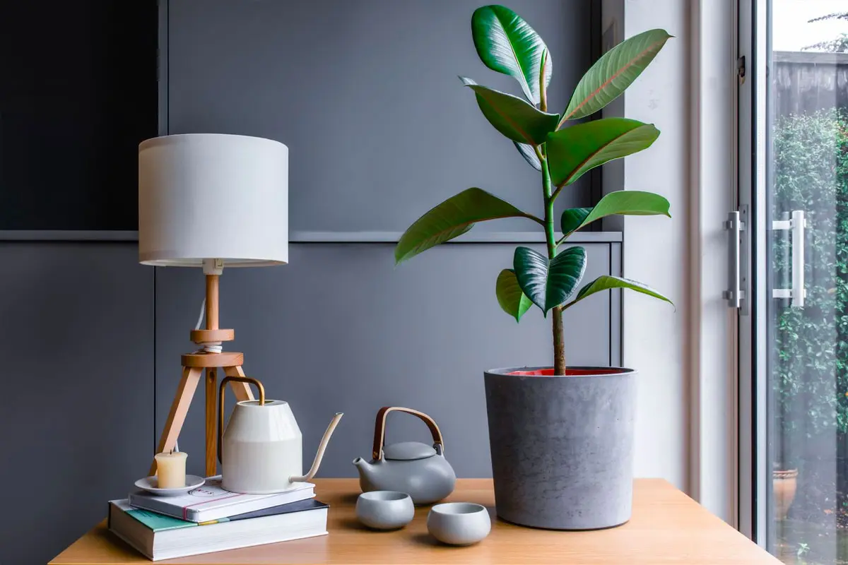 Decorating with Ficus Robusta 