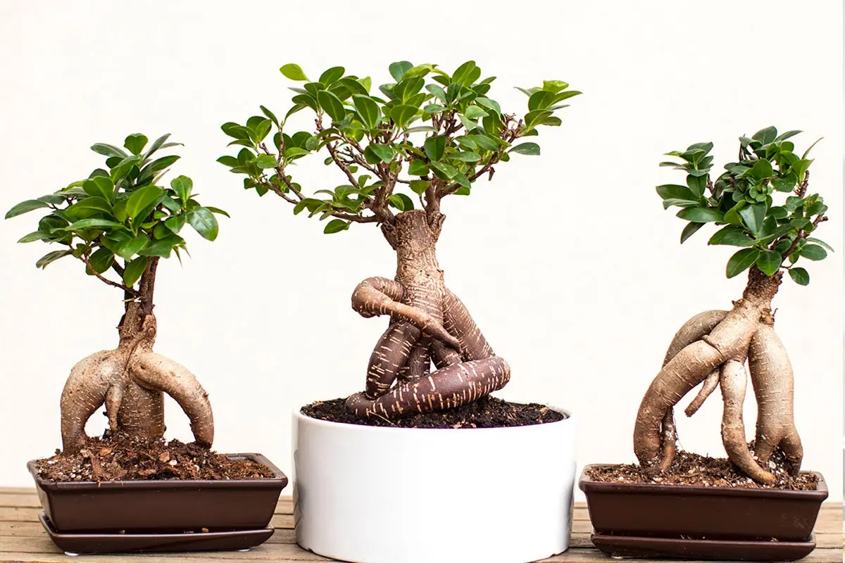 how to take care of ficus bonsai