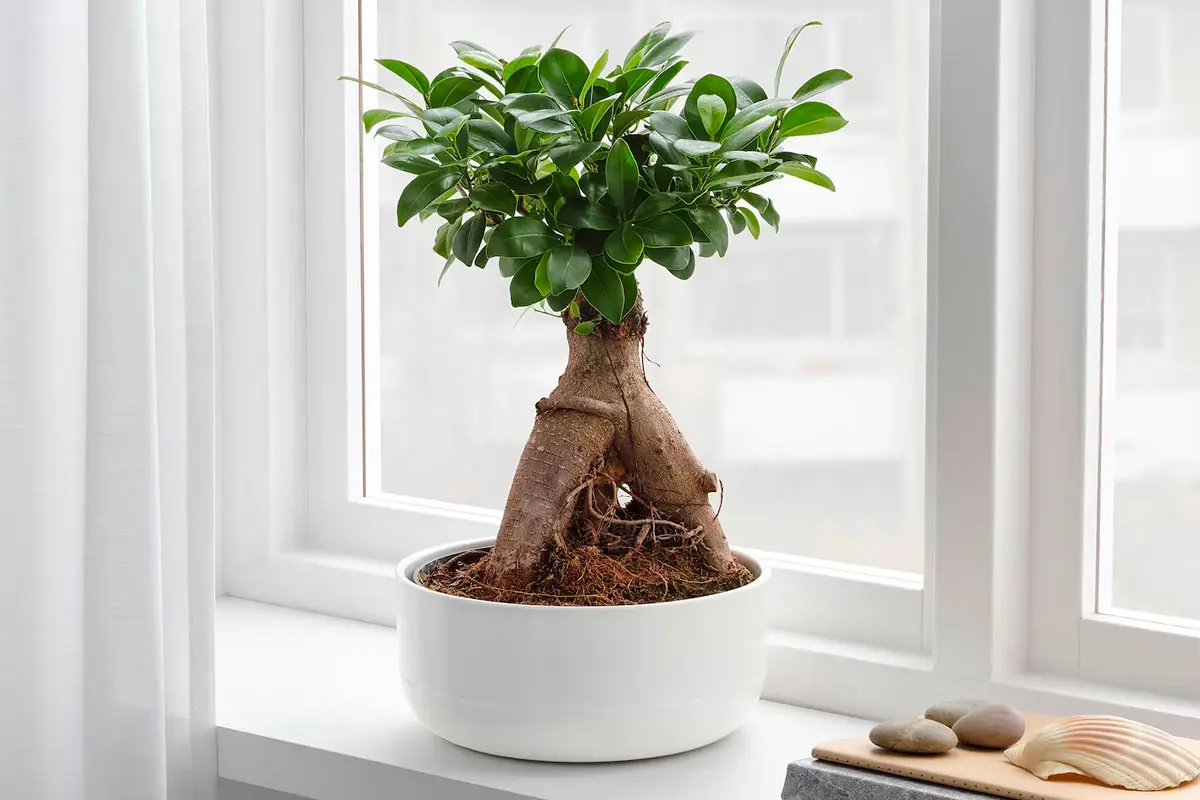 how to take care of ficus ginseng