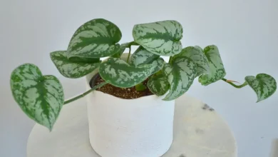How to Take Care of Satin Pothos