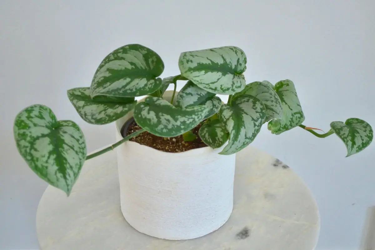 How to Take Care of Satin Pothos