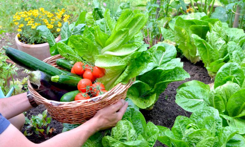 Vegetable Gardening for Beginners: A Step-by-Step Guide