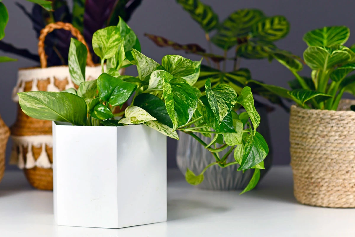 Caring for pothos 
