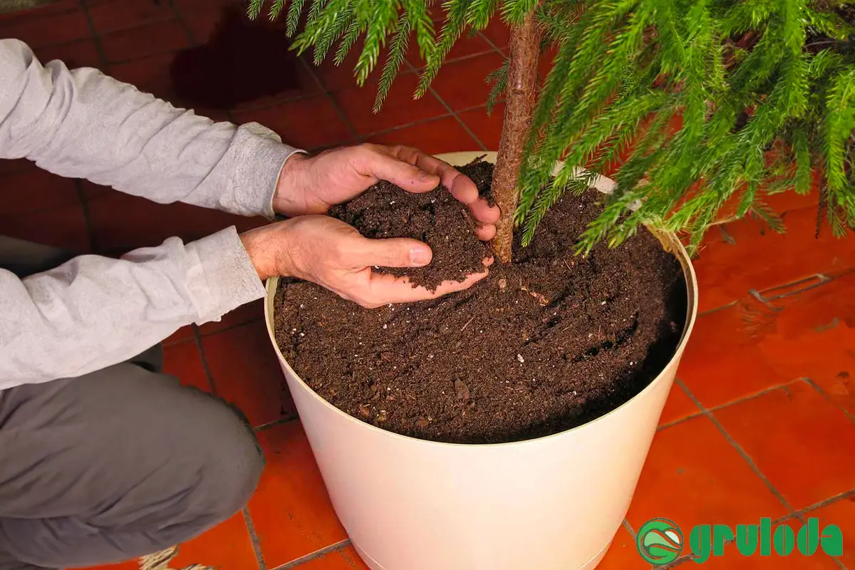 Best Potting Soil for Norfolk Pine