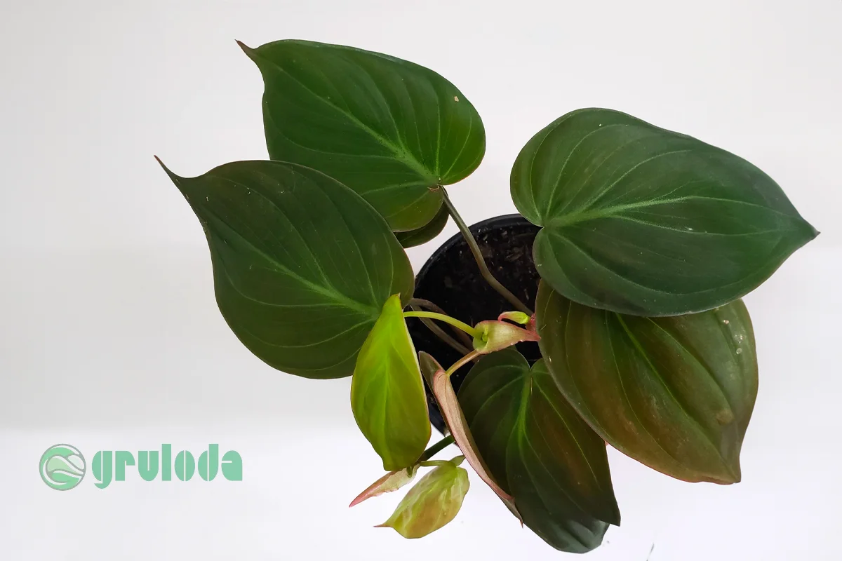 Philodendron Micans Propagation