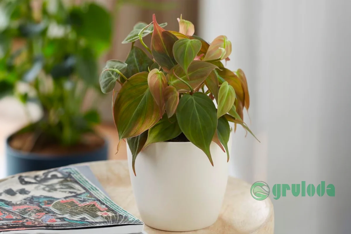 Philodendron Micans Care