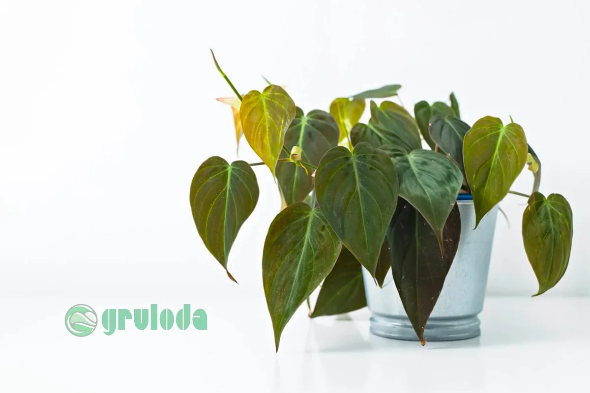 Best Soil for Philodendron Micans