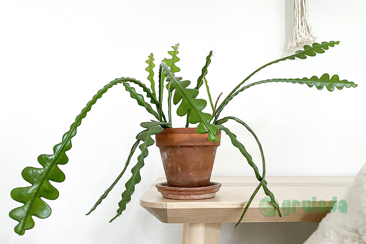 Fishbone Cactus~ a hardy indoor plant you can't kill - Raise Your