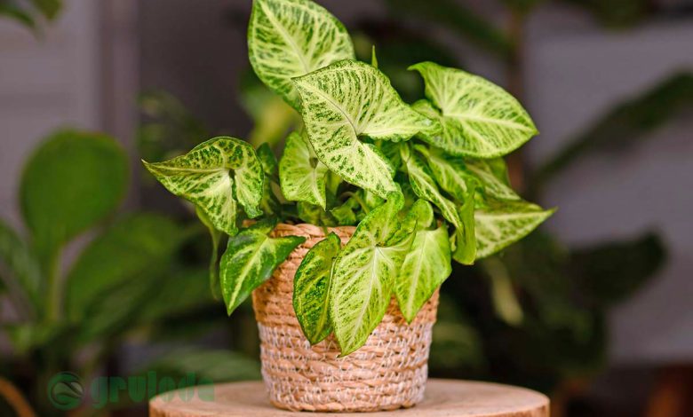 Arrowhead Plant Care