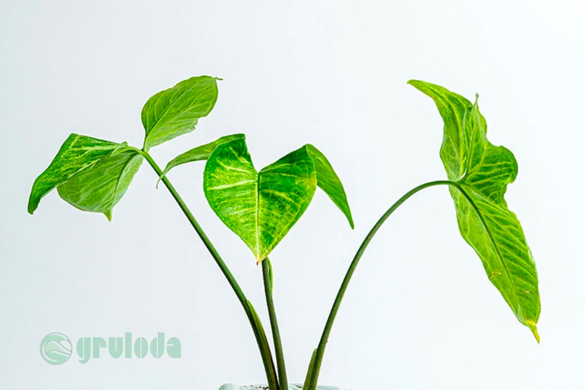 Arrowhead Plant Care Tips