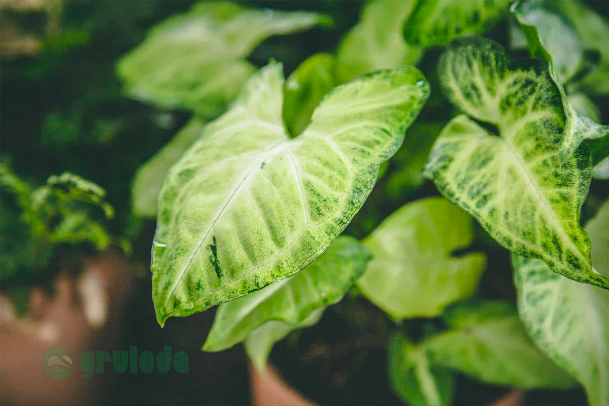 Propagating Arrowhead Plant