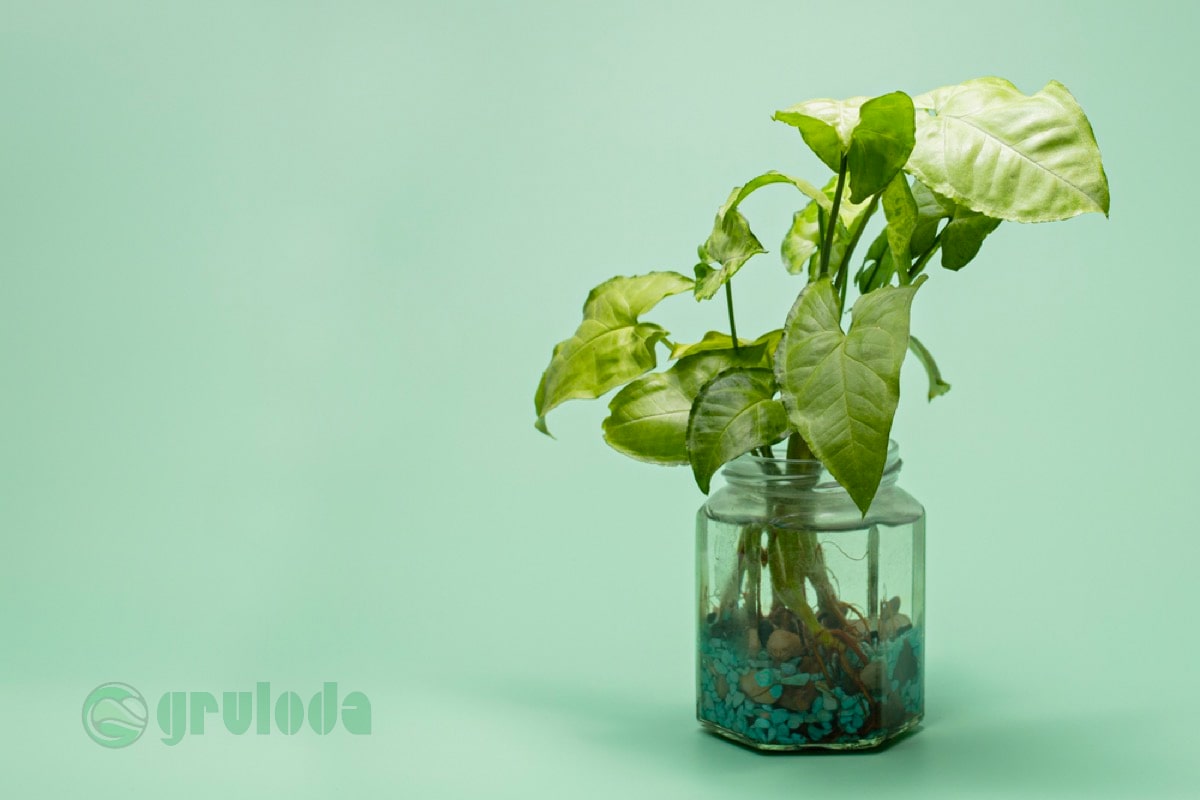 Arrowhead Plants in Water