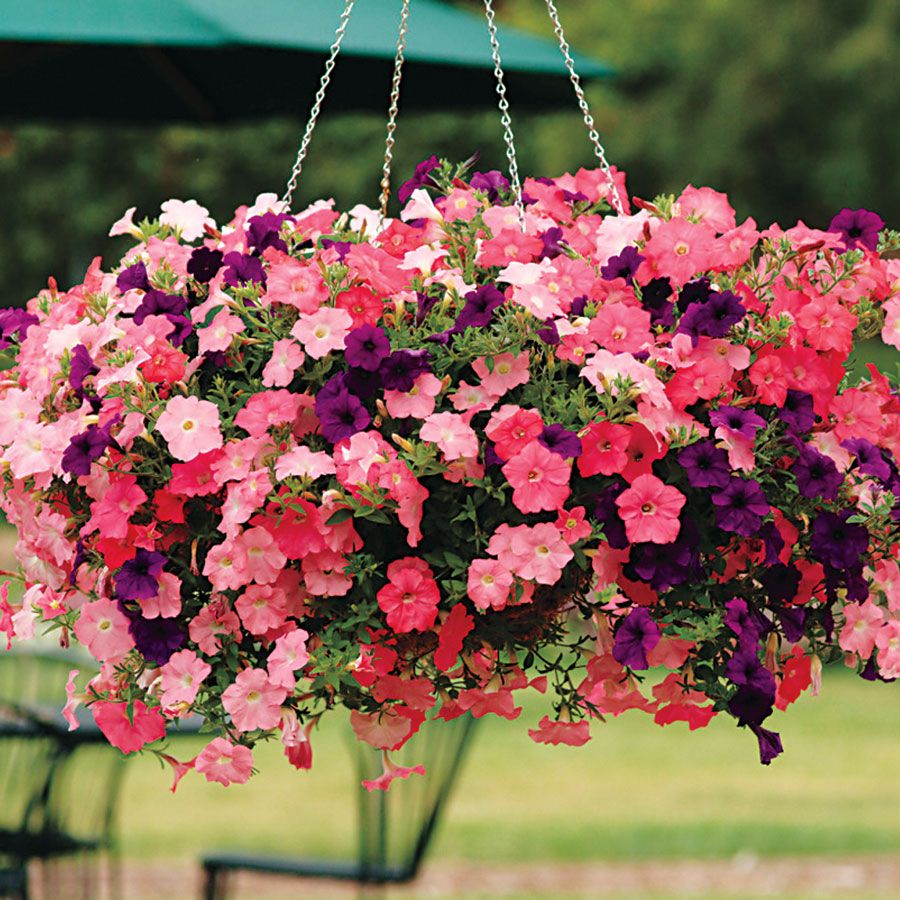 mixed Petunias pink Wave and purple Surfinia hanging basket
