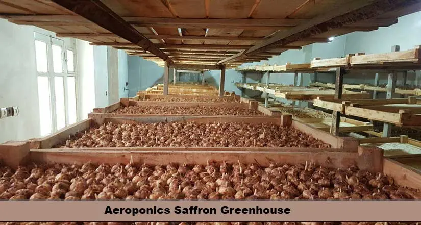 Aeroponics Saffron greenhouse