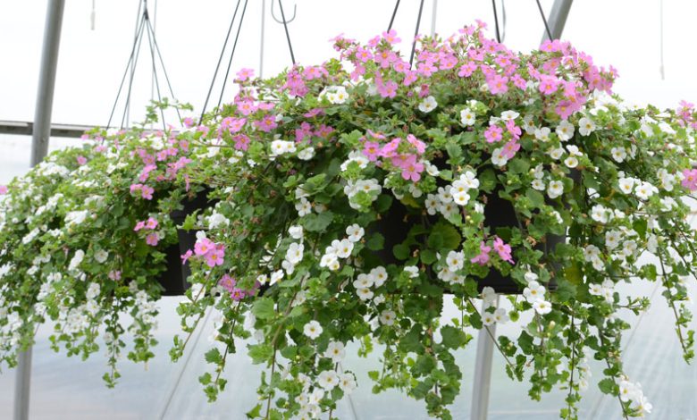 Bacopa - Cascading Jewels for Dazzling Hanging Baskets