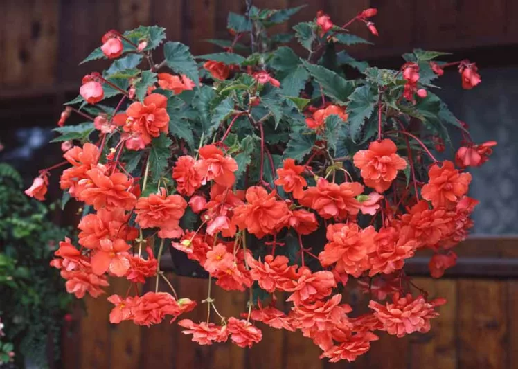 Unveiling the Elegance of Hanging Tuberous Begonias