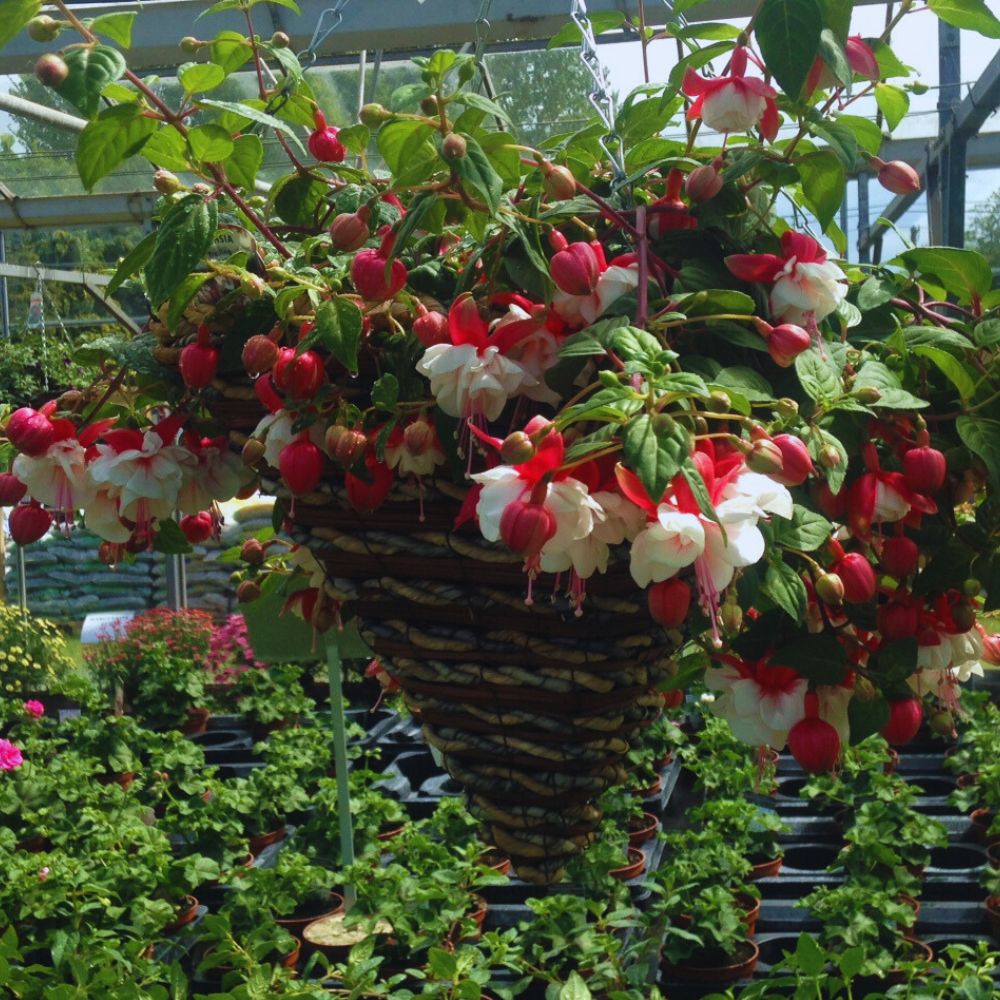 Hanging-basket-Fuchsia-black-basket