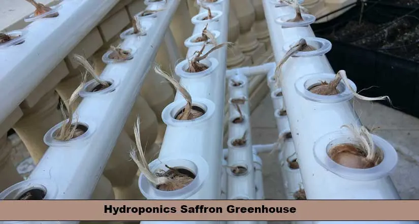 Hydroponics Saffron greenhouse