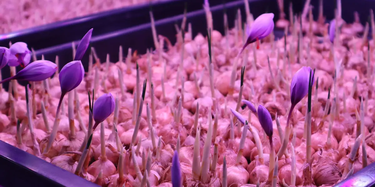 Indoor Saffron Farming Problems and Solutions 