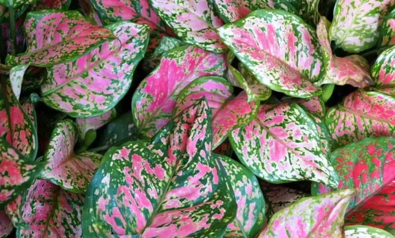 One Summer Mistake That Could Kill Your Aglaonema