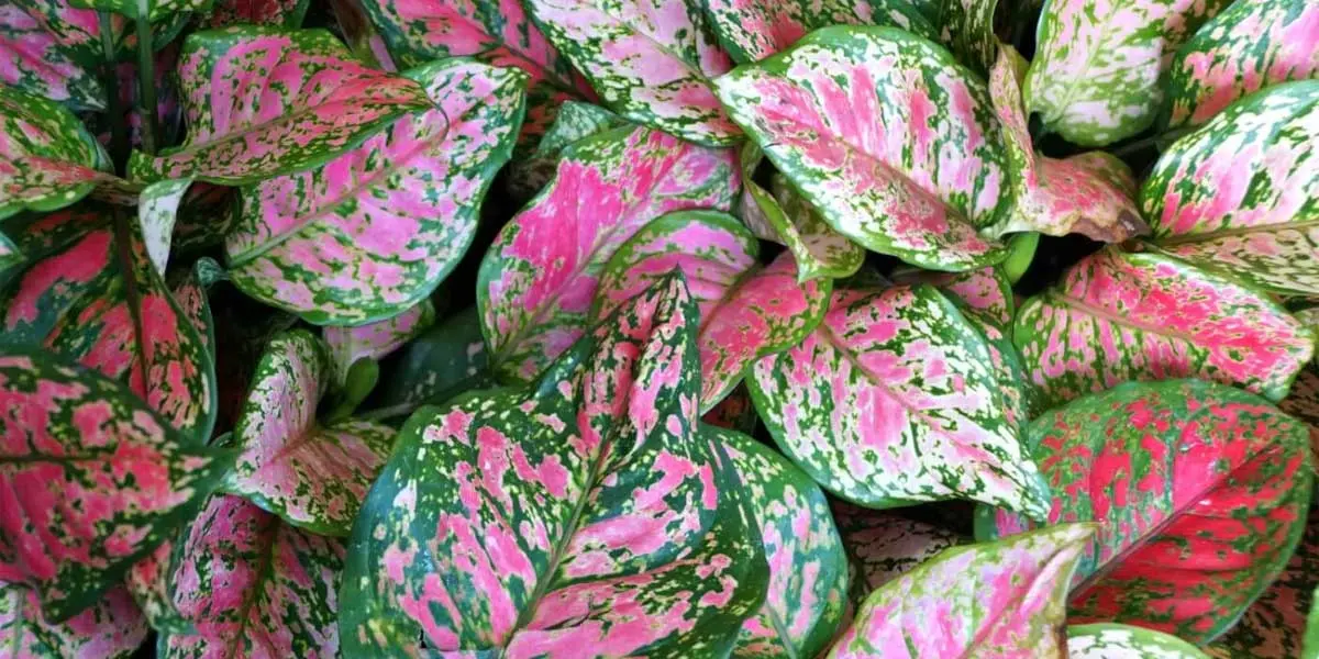 One Summer Mistake That Could Kill Your Aglaonema
