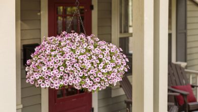 Petunias in Full Bloom: A Cascading Symphony of Color for Your Hanging Baskets