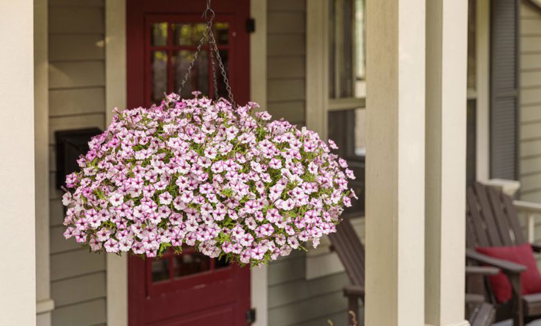 Petunias in Full Bloom: A Cascading Symphony of Color for Your Hanging Baskets
