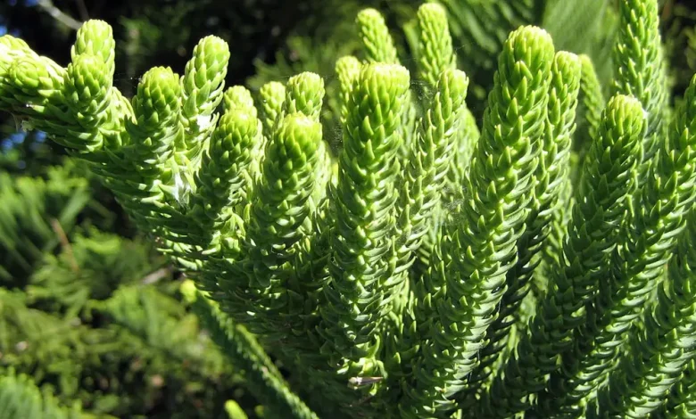 SOS! My Norfolk Island Pine is Dropping Needles!