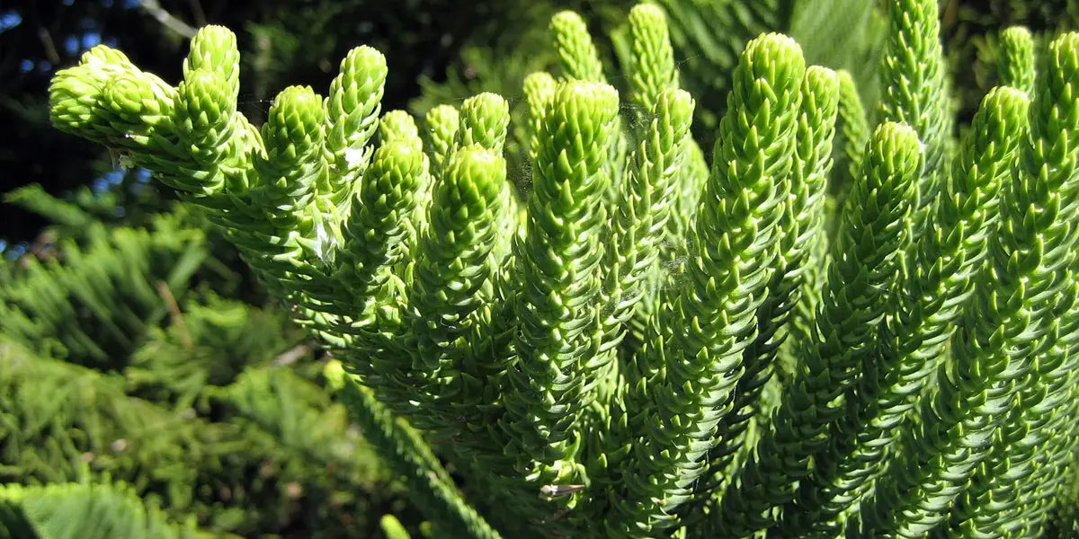 SOS! My Norfolk Island Pine is Dropping Needles!