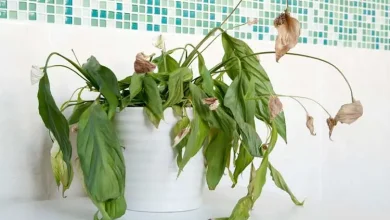 The Silent Killer Lurking in Your Pothos Pot