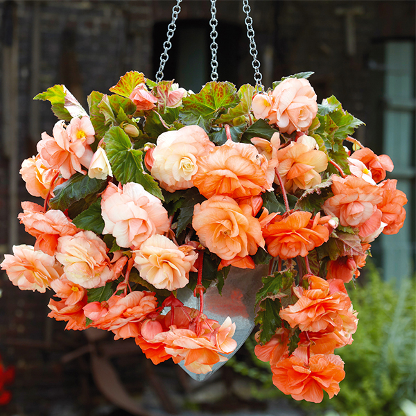 apricot-hanging-basket-begonia-1-600x600