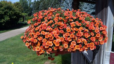 Calibrachoa: A Riot of Color for Your Hanging Baskets