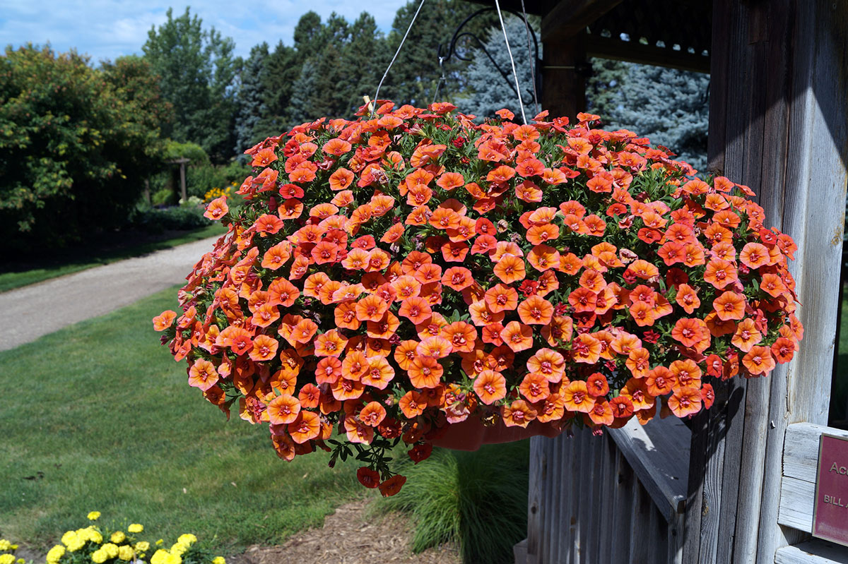 Calibrachoa: A Riot of Color for Your Hanging Baskets