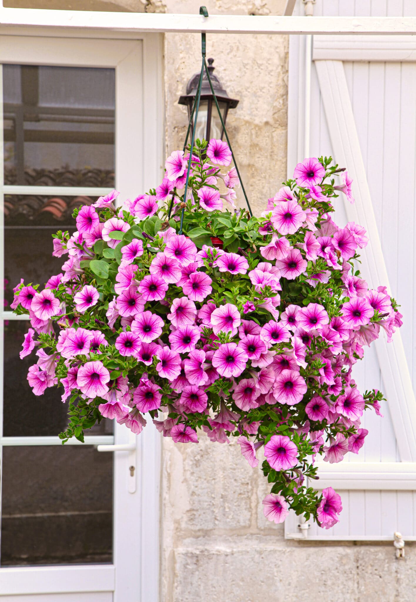 care-for-petunias-hanging-baskets-3-scaled