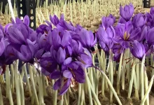 Common Indoor Saffron Farming Problems and Solutions - Golden Secrets