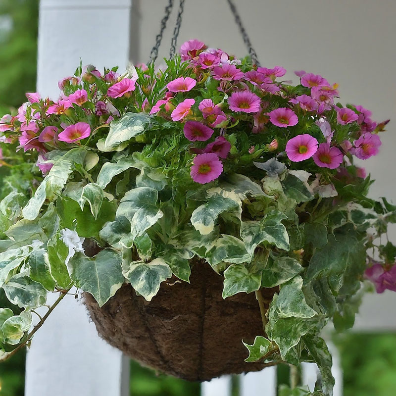 mixed calibrachoa with ariegated ivy