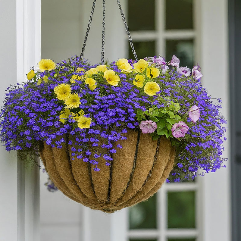 mixed lobelia with Petunias in hanging baskets