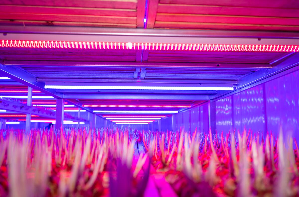 Indoor Saffron Farming 