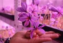 Learn Indoor Saffron Farming | Step-by-Step