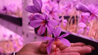 Learn Indoor Saffron Farming | Step-by-Step