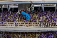 Greenhouse Gold: The Shocking Profit Potential of Saffron Farming Indoors (The Opportunity to Launch from May to September)