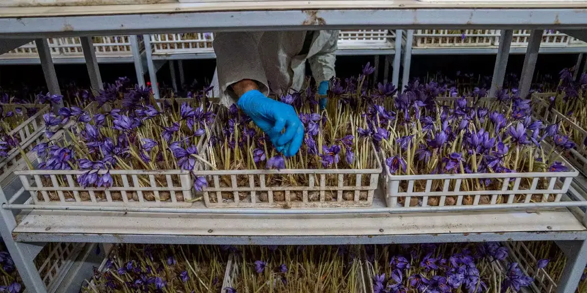 Greenhouse Gold: The Shocking Profit Potential of Saffron Farming Indoors (The Opportunity to Launch from May to September)