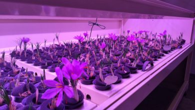 Indoor Saffron Farming with Advanced Technology