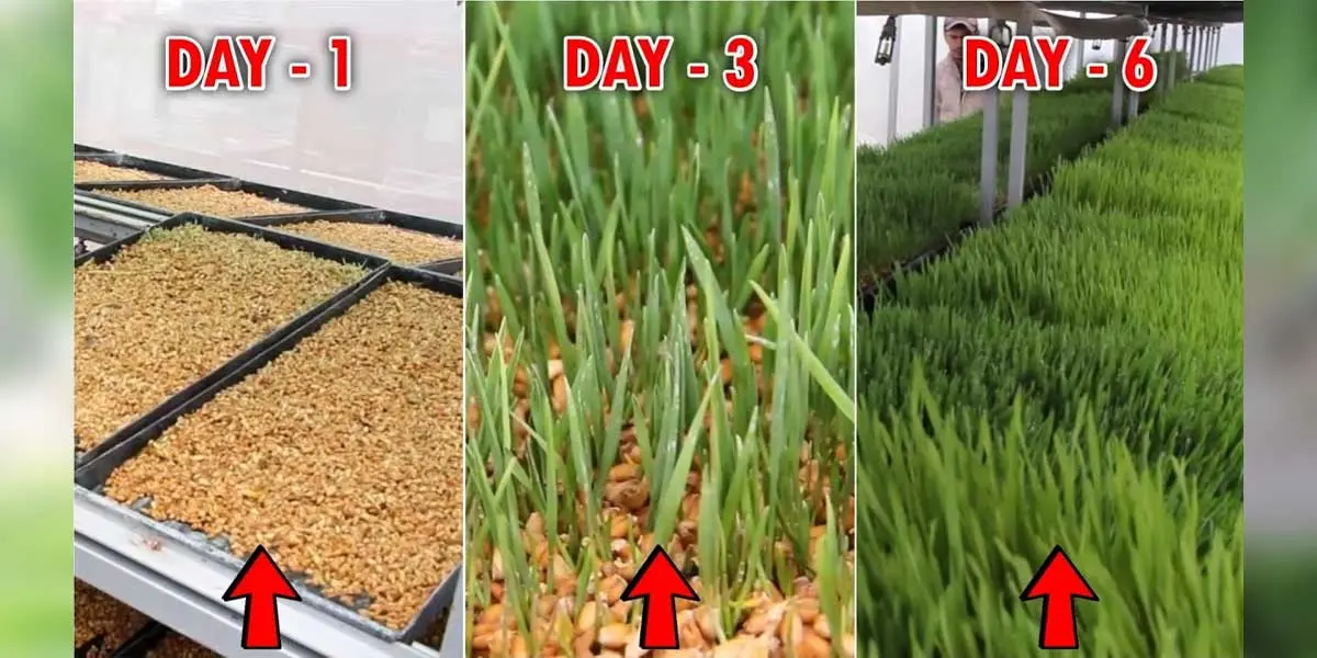 The Hydroponic Fodder Production Process