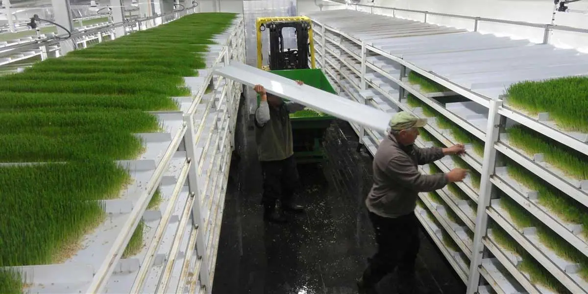 Advantages and Considerations Hydroponic Fodder 